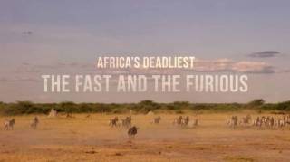 Самые опасные животные Африки: Ботсвана 2 серия. Мастера запугивания / Africa's Deadliest (2019)