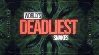 Самые смертоносные змеи в мире 3 серия. Северная и Южная Америка (2020)