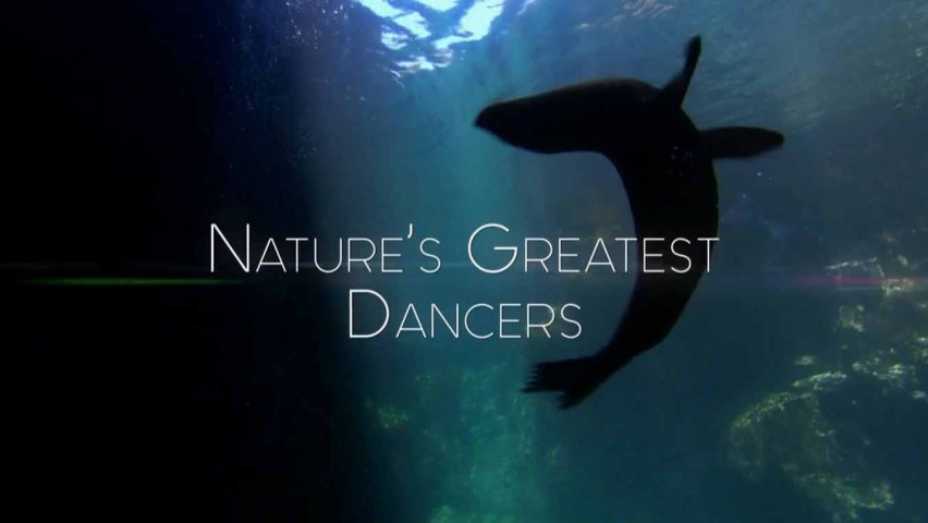 Танцы дикой природы 2 серия. Танец жизни / Nature's Greatest Dancers (2015)
