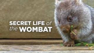 Тайная жизнь вомбатов 2 серия. Путь детёныша / Secret Life of the Wombat (2016)
